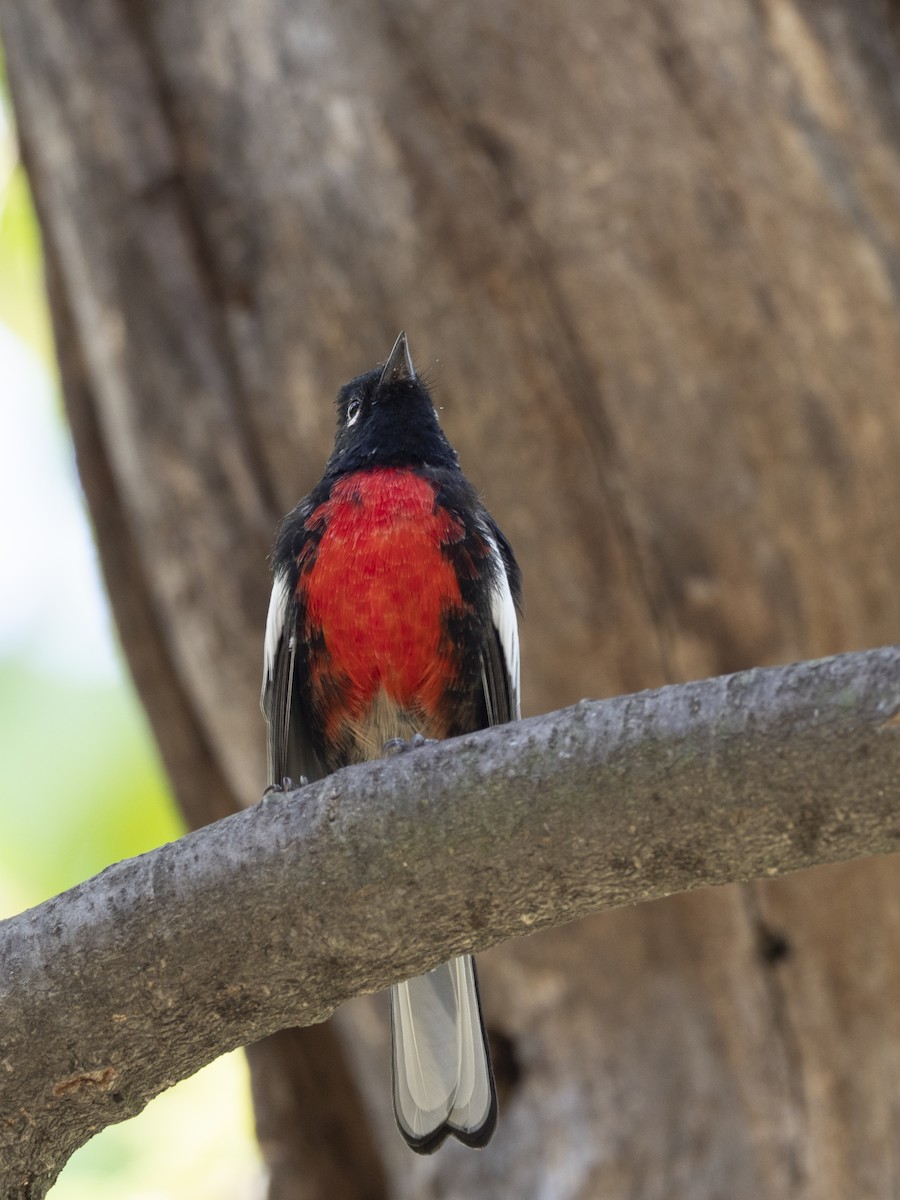 Painted Redstart - ML642571495