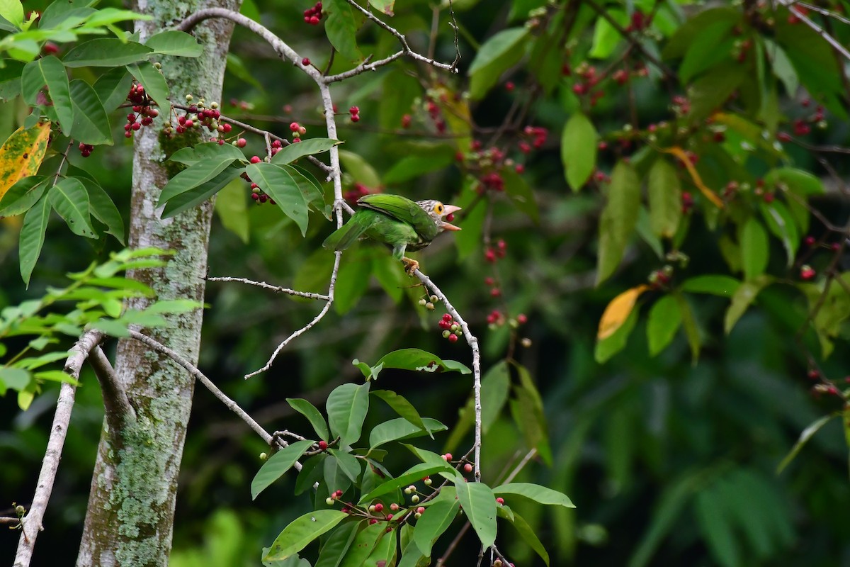 Lineated Barbet - ML642571510
