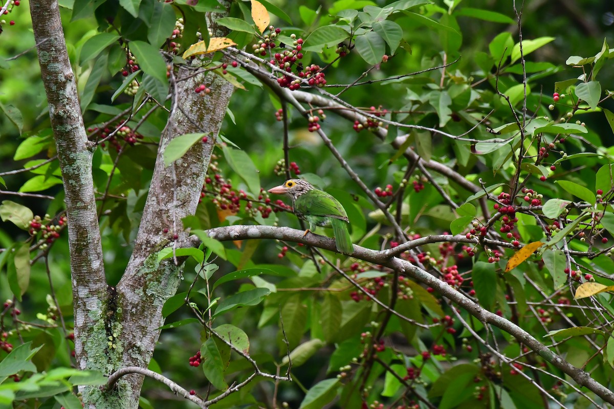 Lineated Barbet - ML642571511