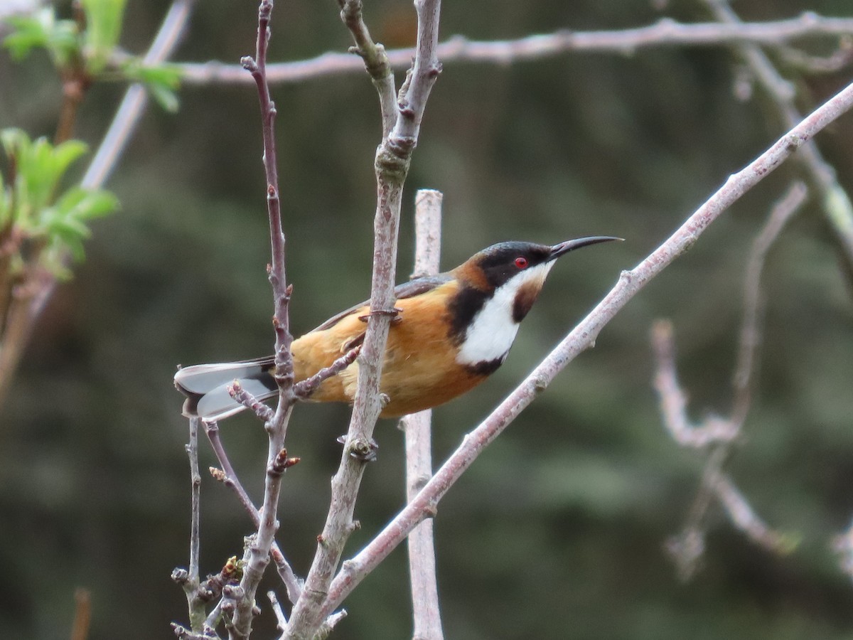 Picoespina Oriental - ML642571553