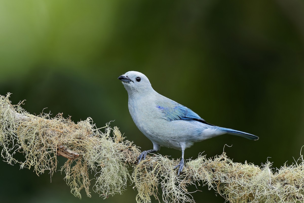Blue-gray Tanager - ML642571557