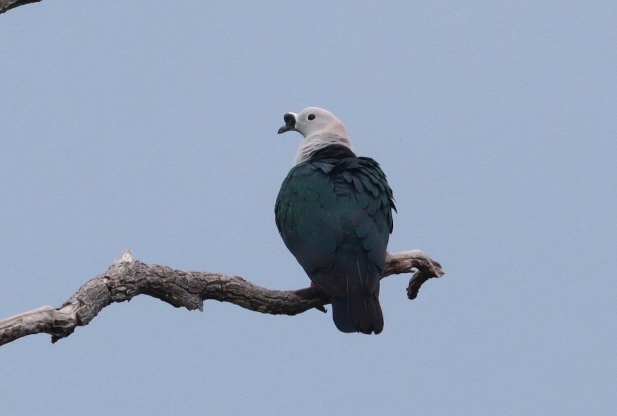 Spice Imperial-Pigeon - ML642571604