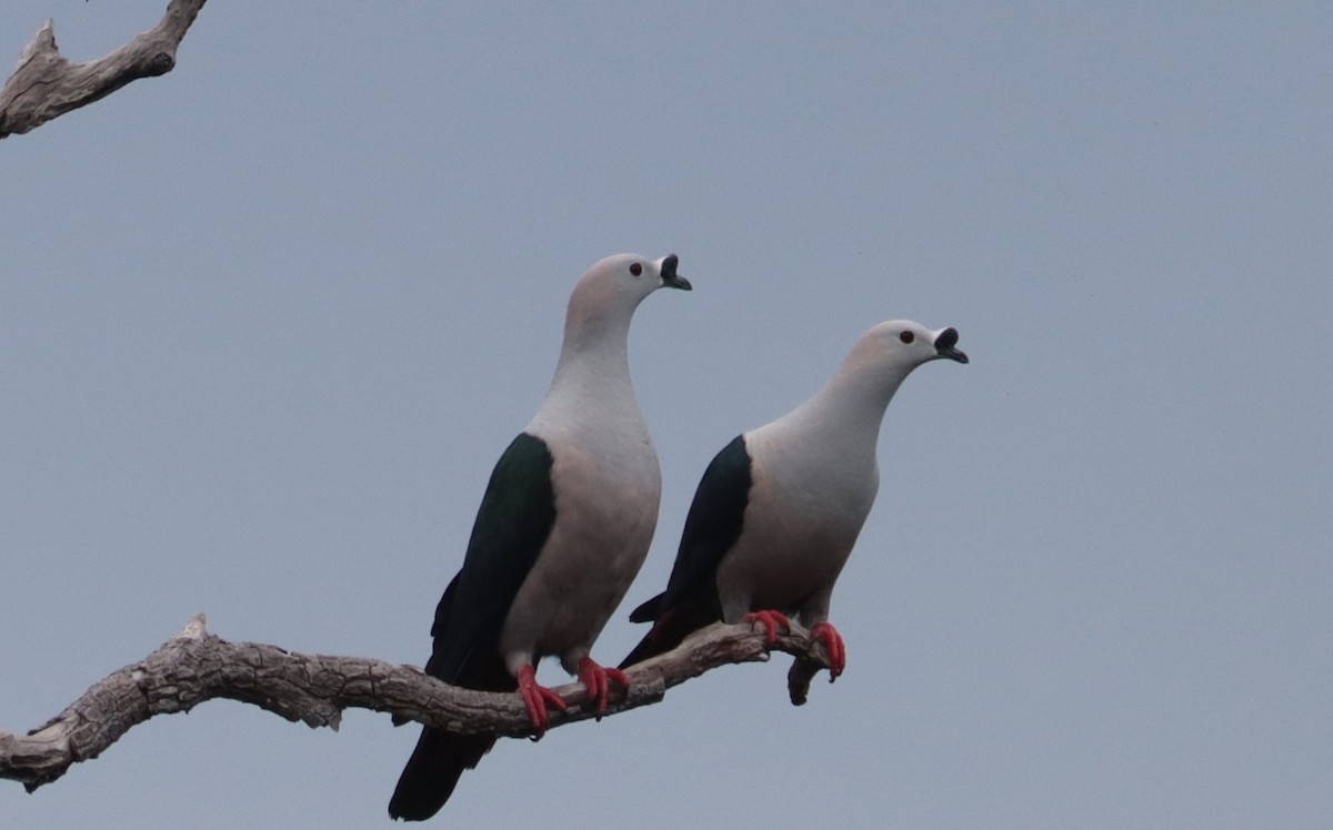 Spice Imperial-Pigeon - ML642571605