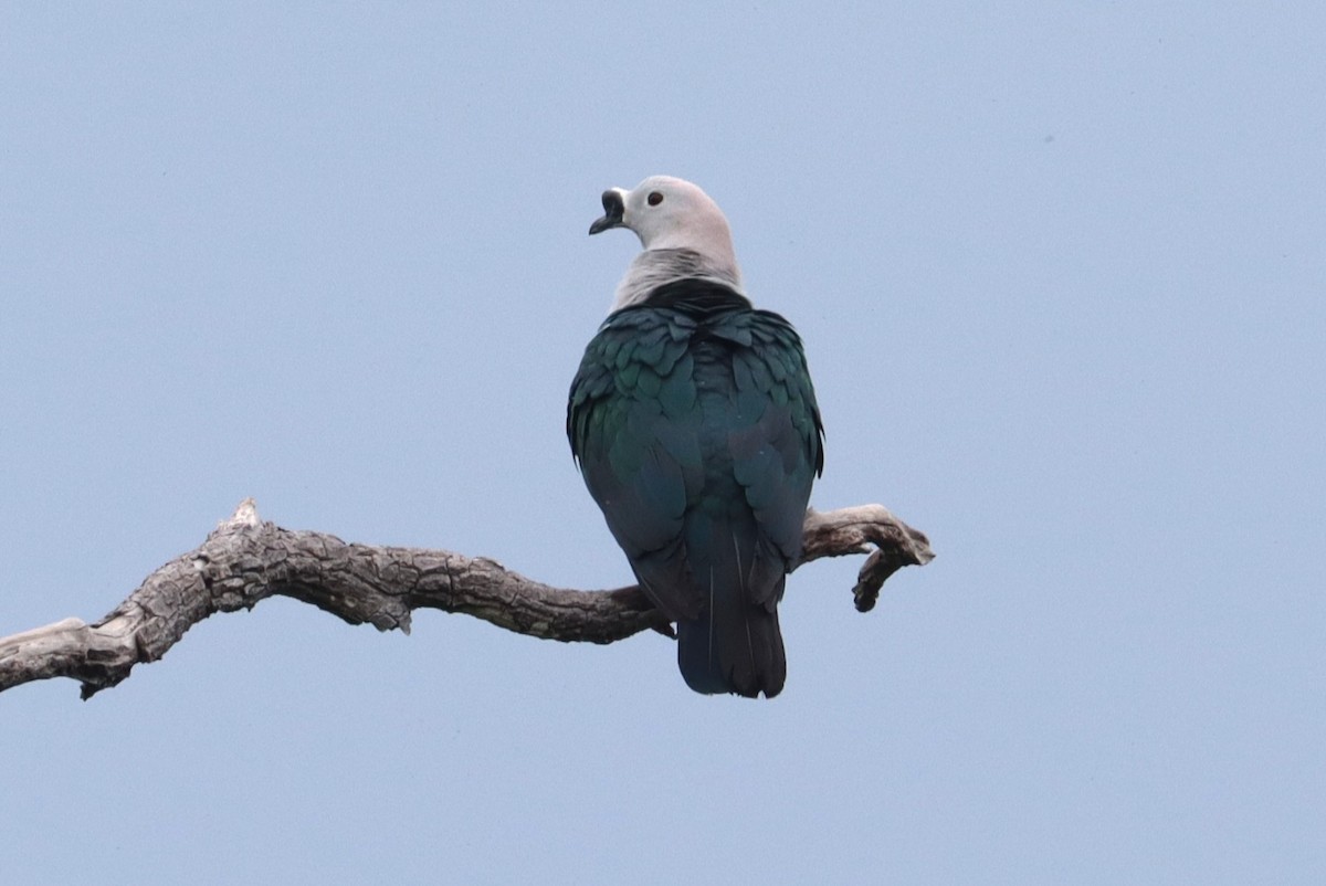 Spice Imperial-Pigeon - ML642571606