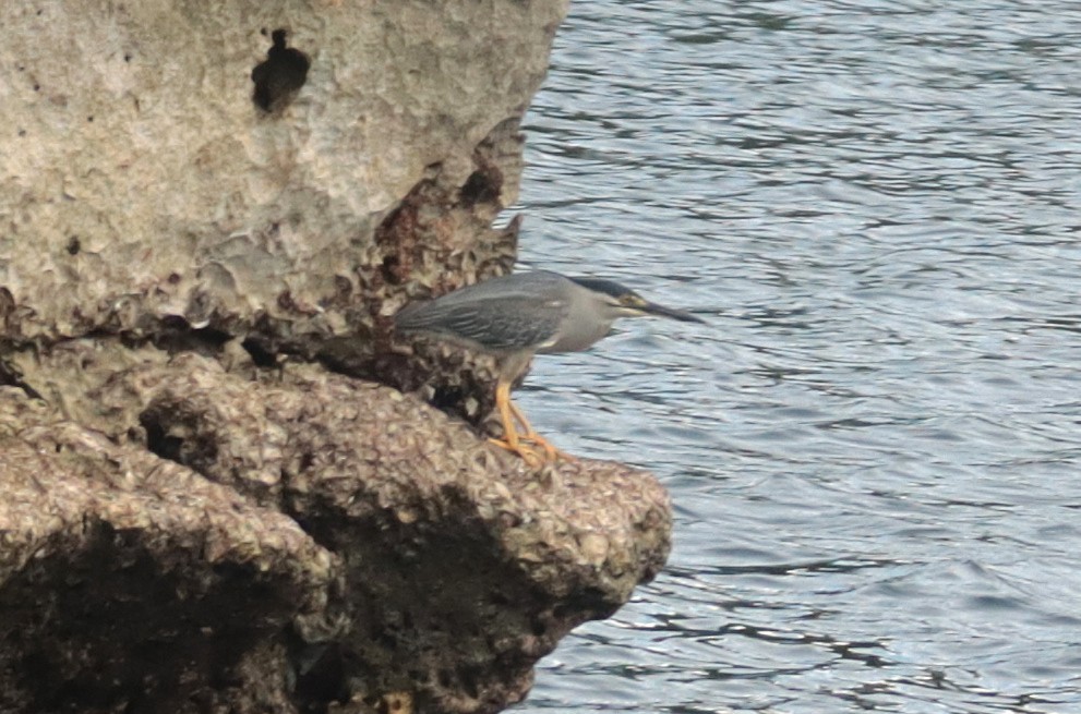 綠簑鷺 - ML642571611