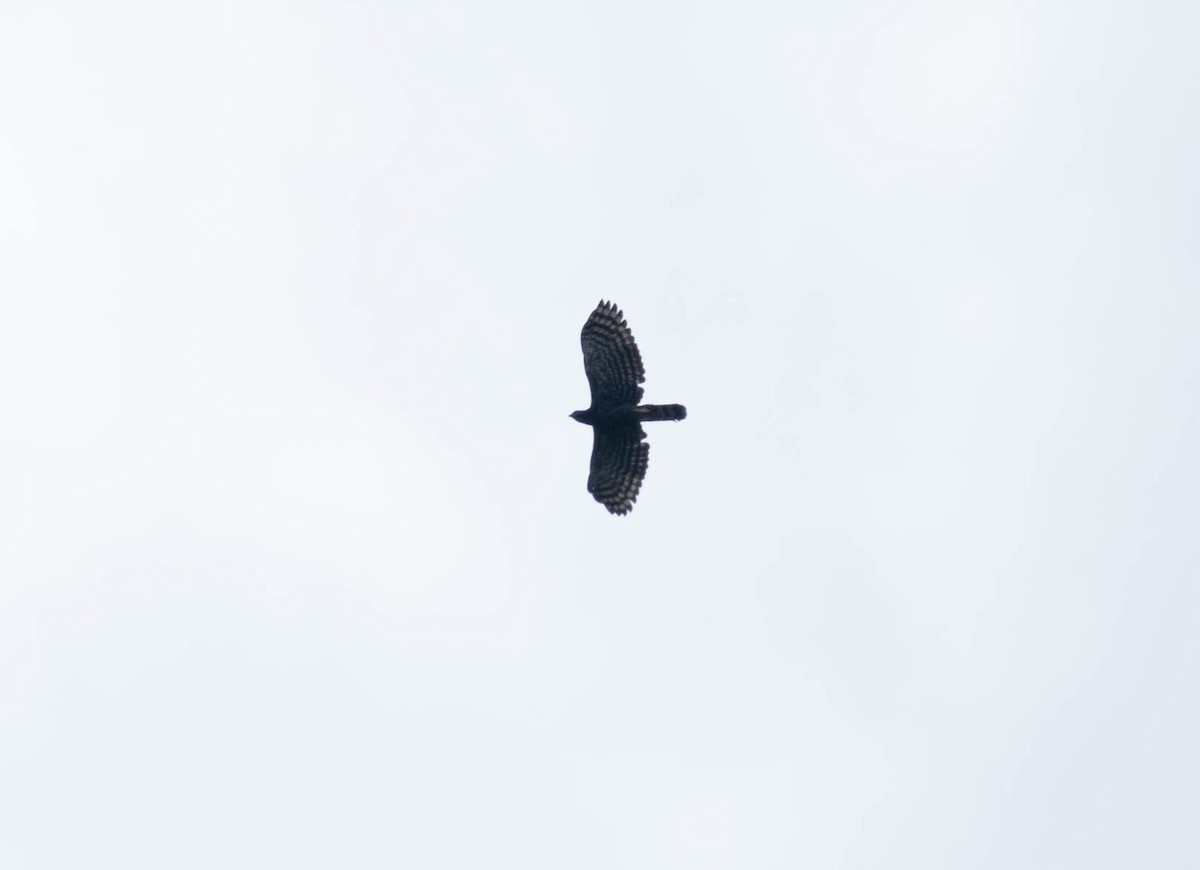 Black Hawk-Eagle - ML642571640