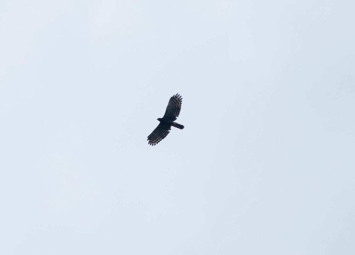 Black Hawk-Eagle - ML642571641