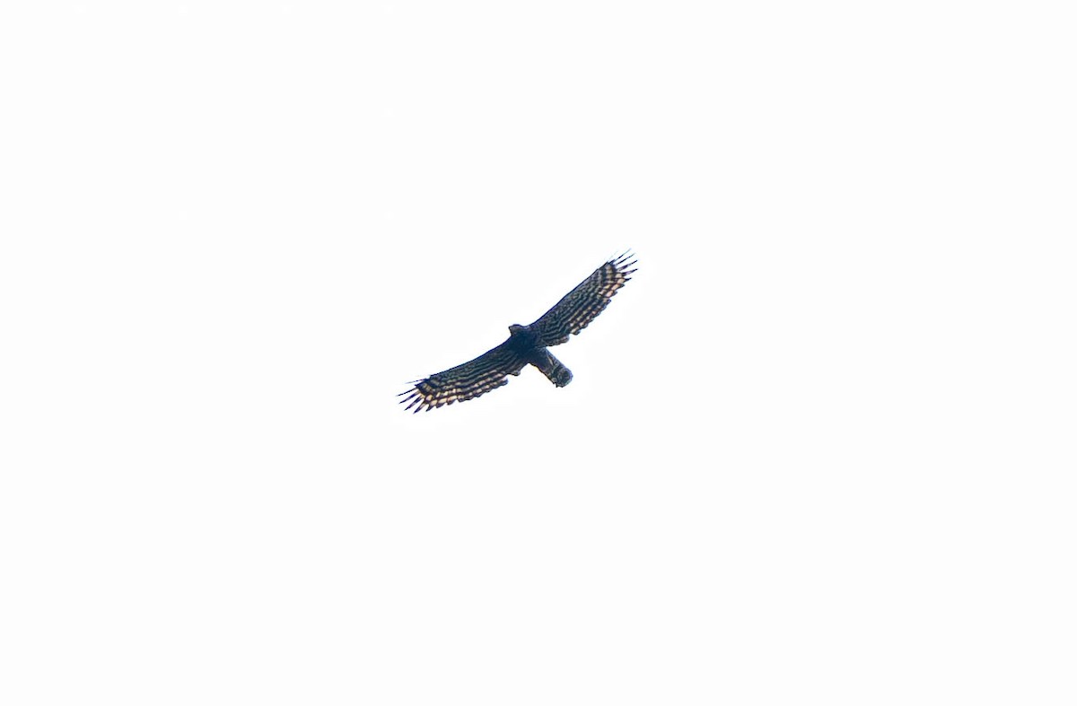 Black Hawk-Eagle - ML642571642
