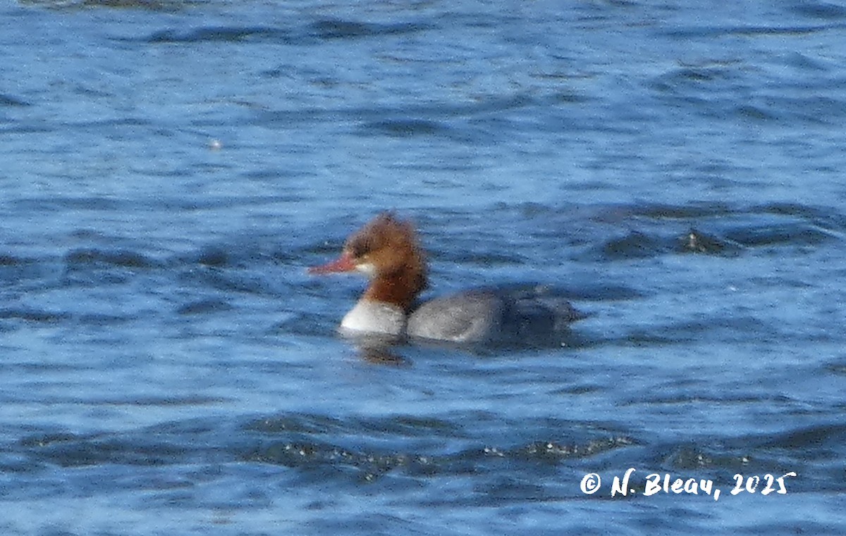 Common Merganser - ML642571671