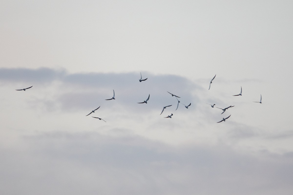 Sooty Tern - ML642571672
