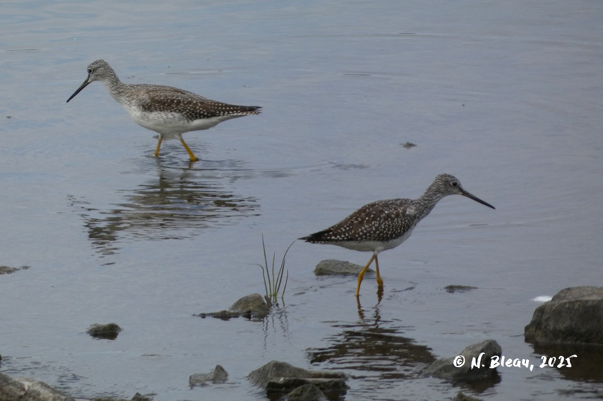 Greater Yellowlegs - ML642571676