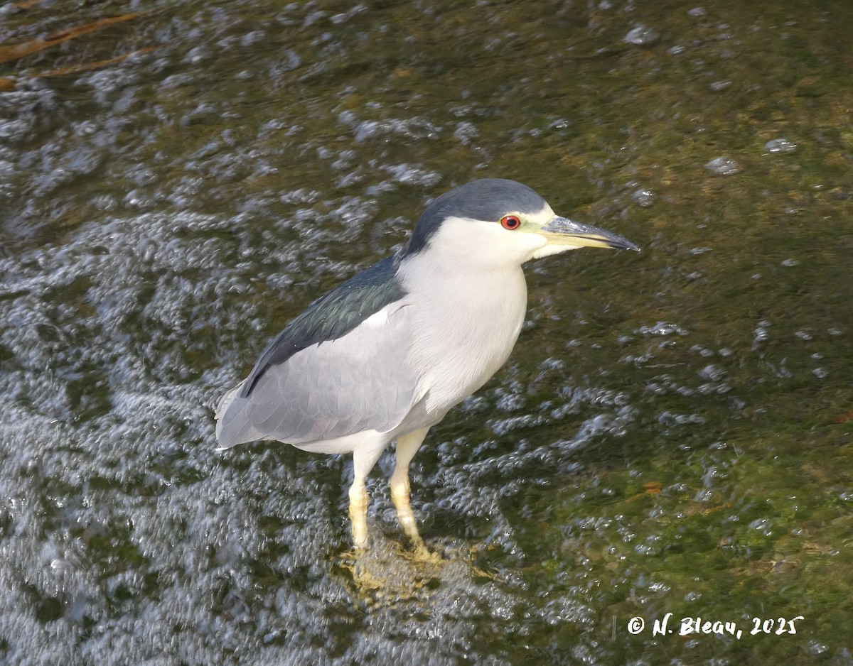 Black-crowned Night Heron - ML642571677