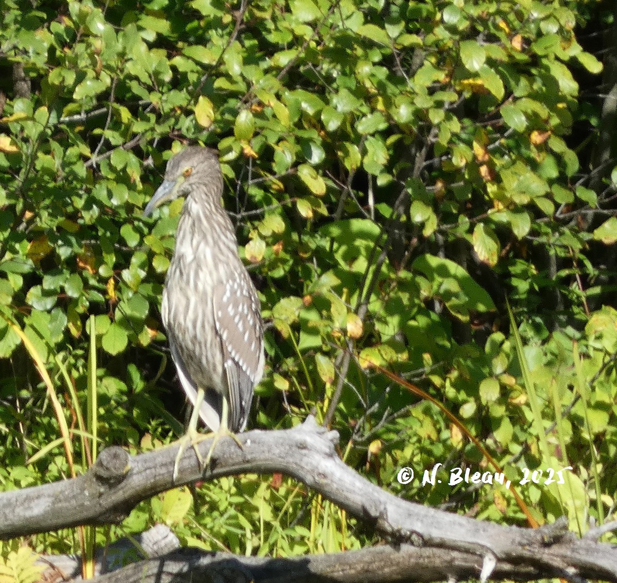 Black-crowned Night Heron - ML642571678