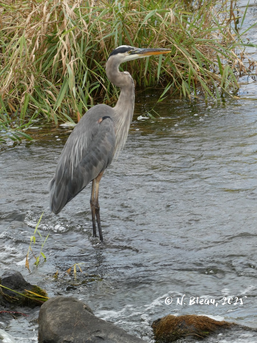 Great Blue Heron - ML642571684