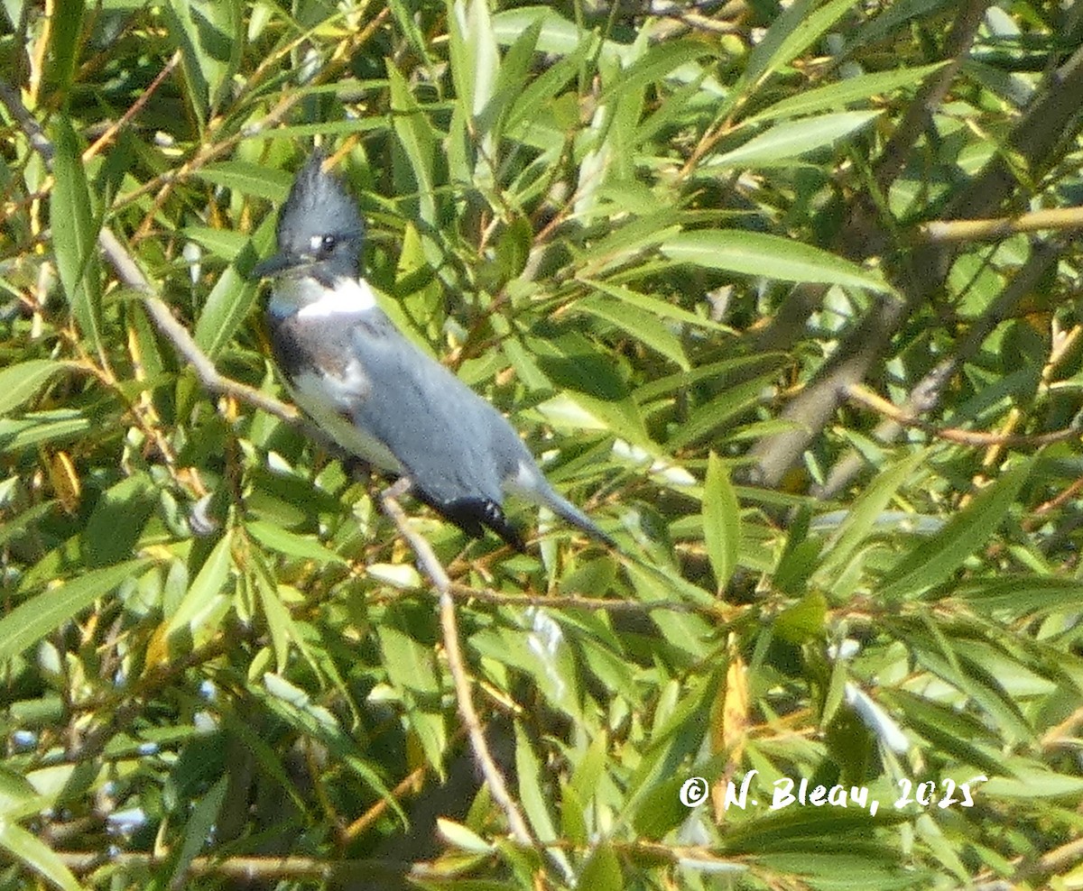 Belted Kingfisher - ML642571689