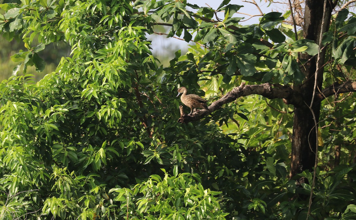 Sunda Teal - ML642571722