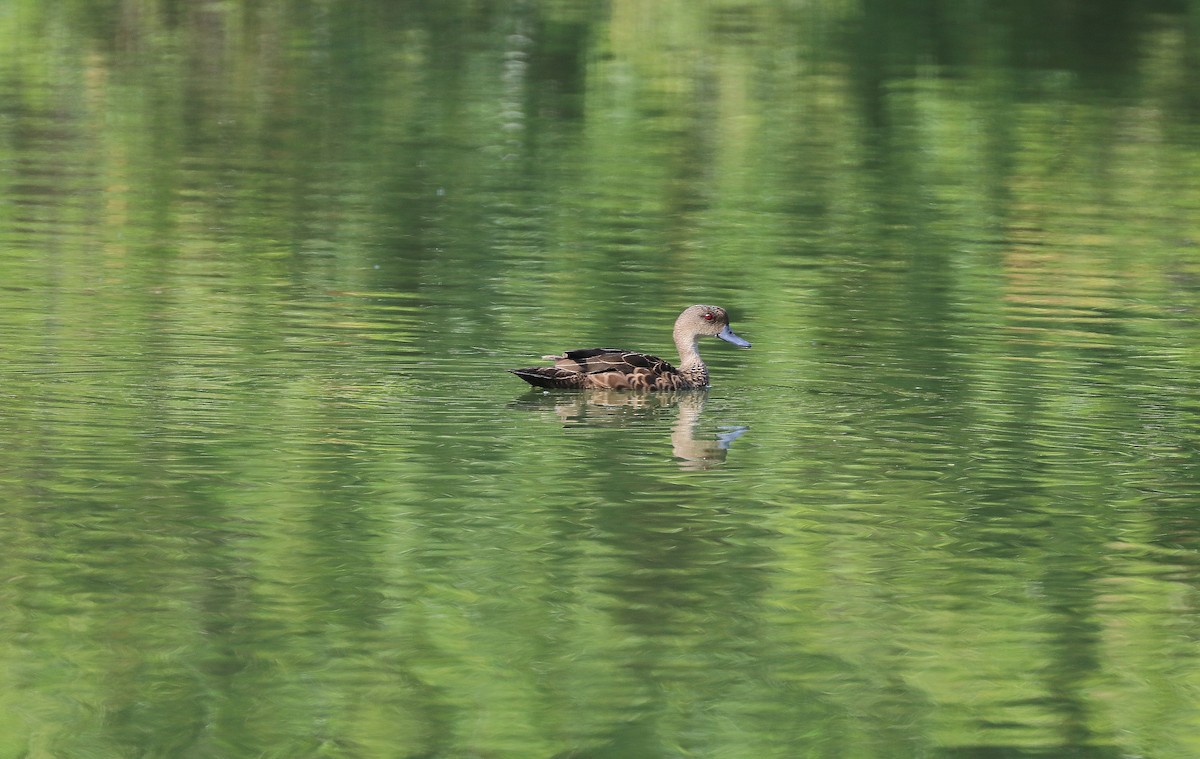 Sunda Teal - ML642571730