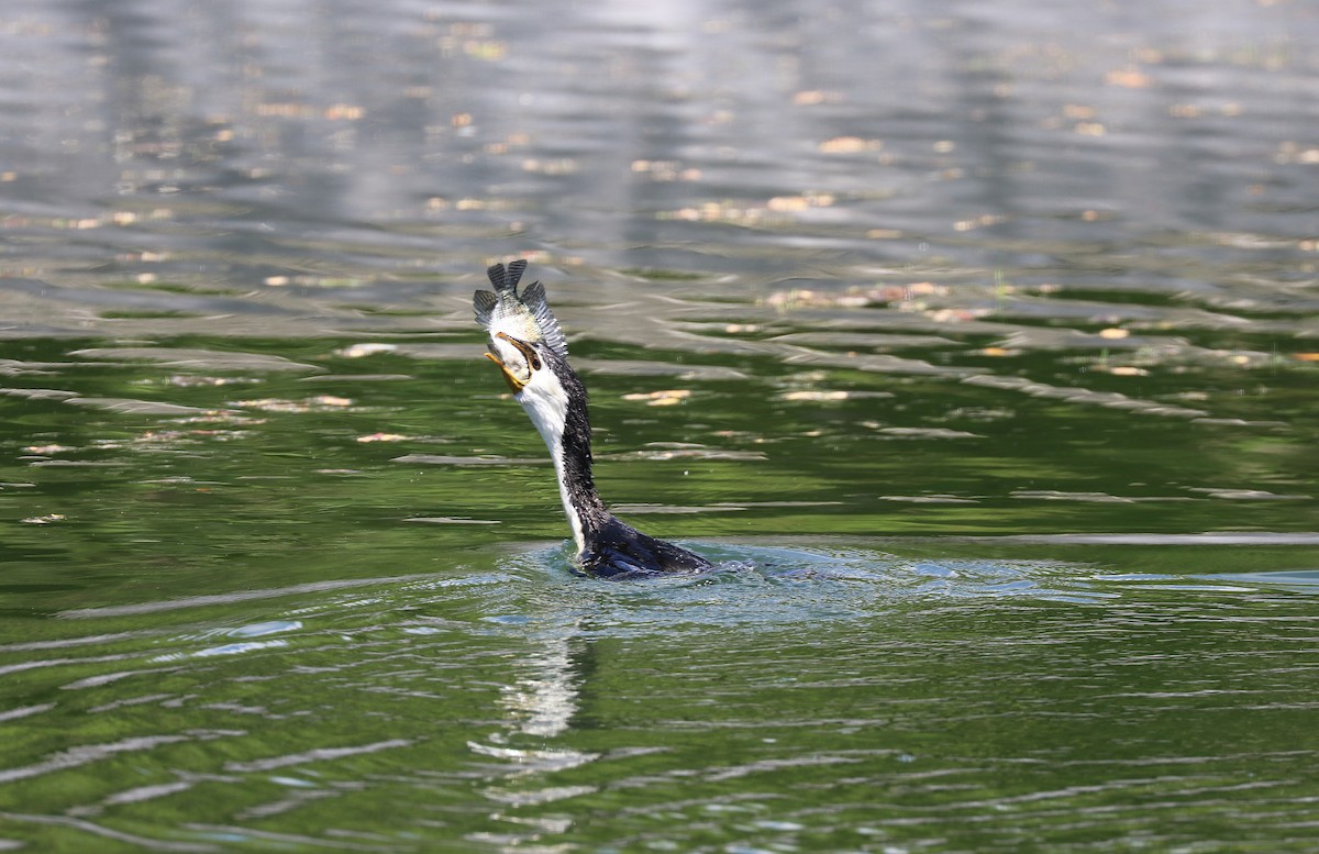 Little Pied Cormorant - ML642571738