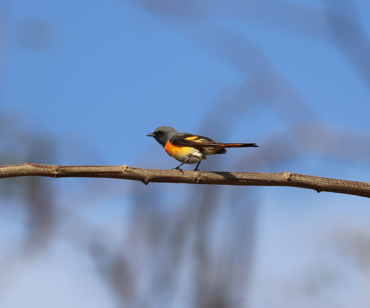 Small Minivet - ML642571751