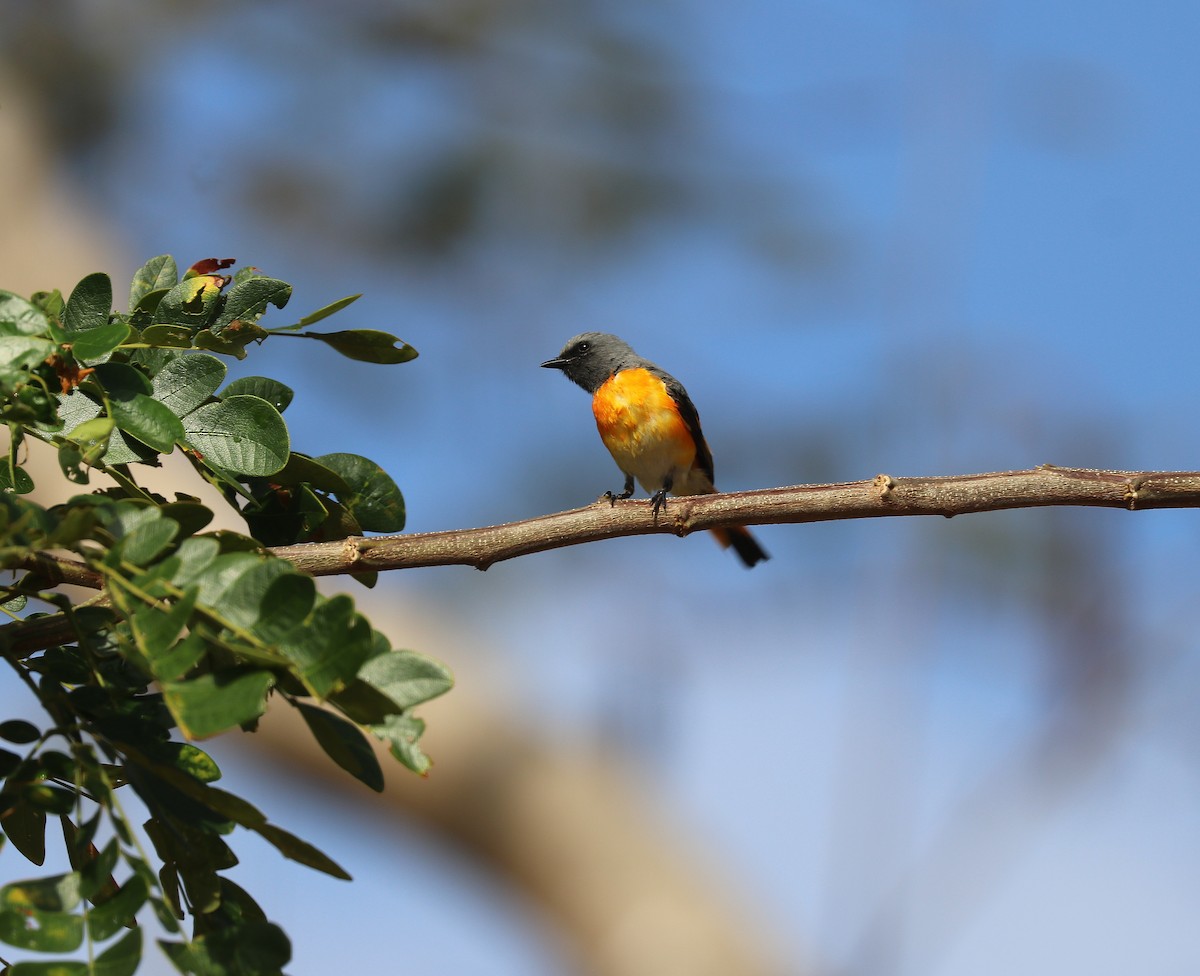 Small Minivet - ML642571768