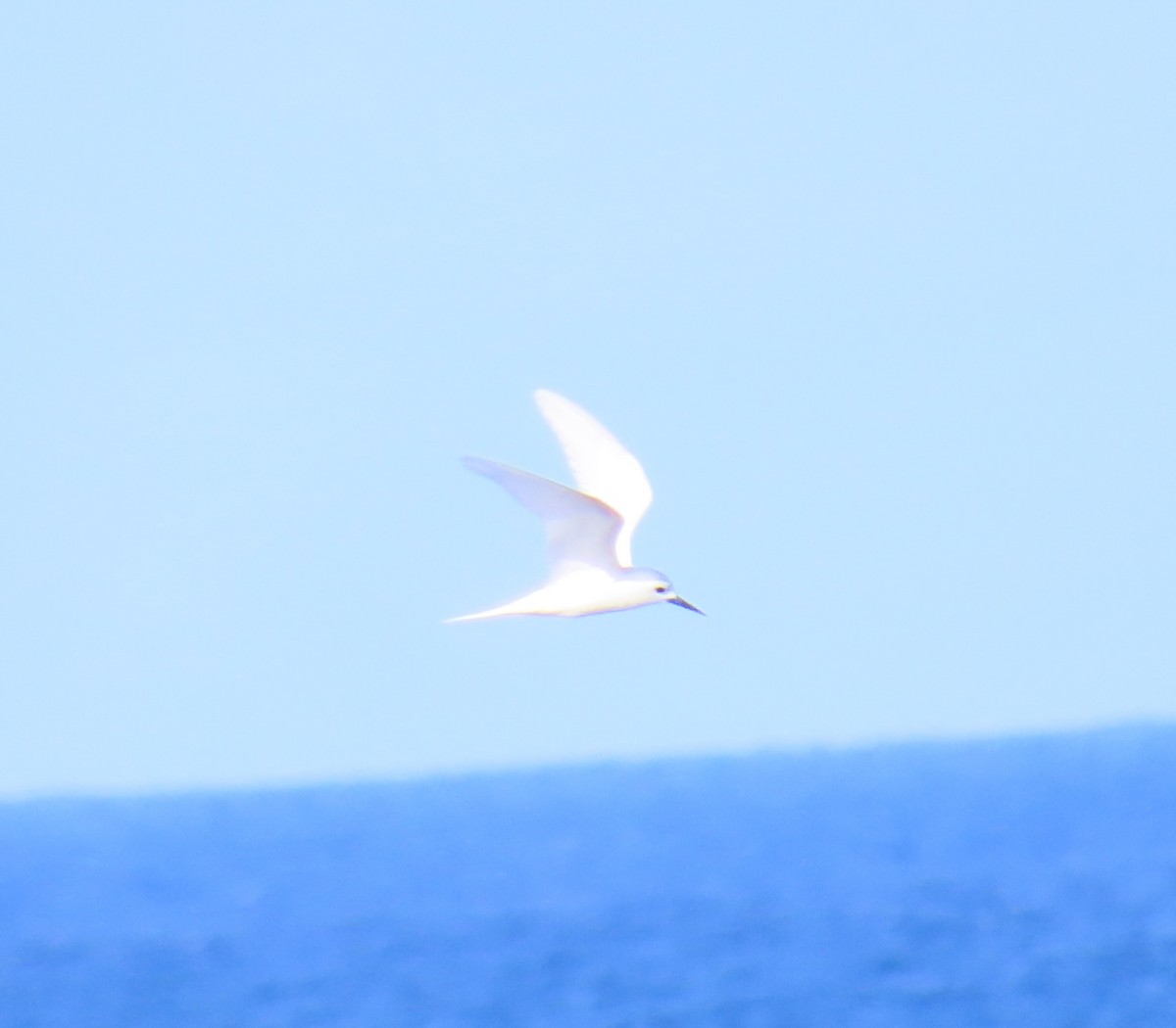 White Tern - ML642571777