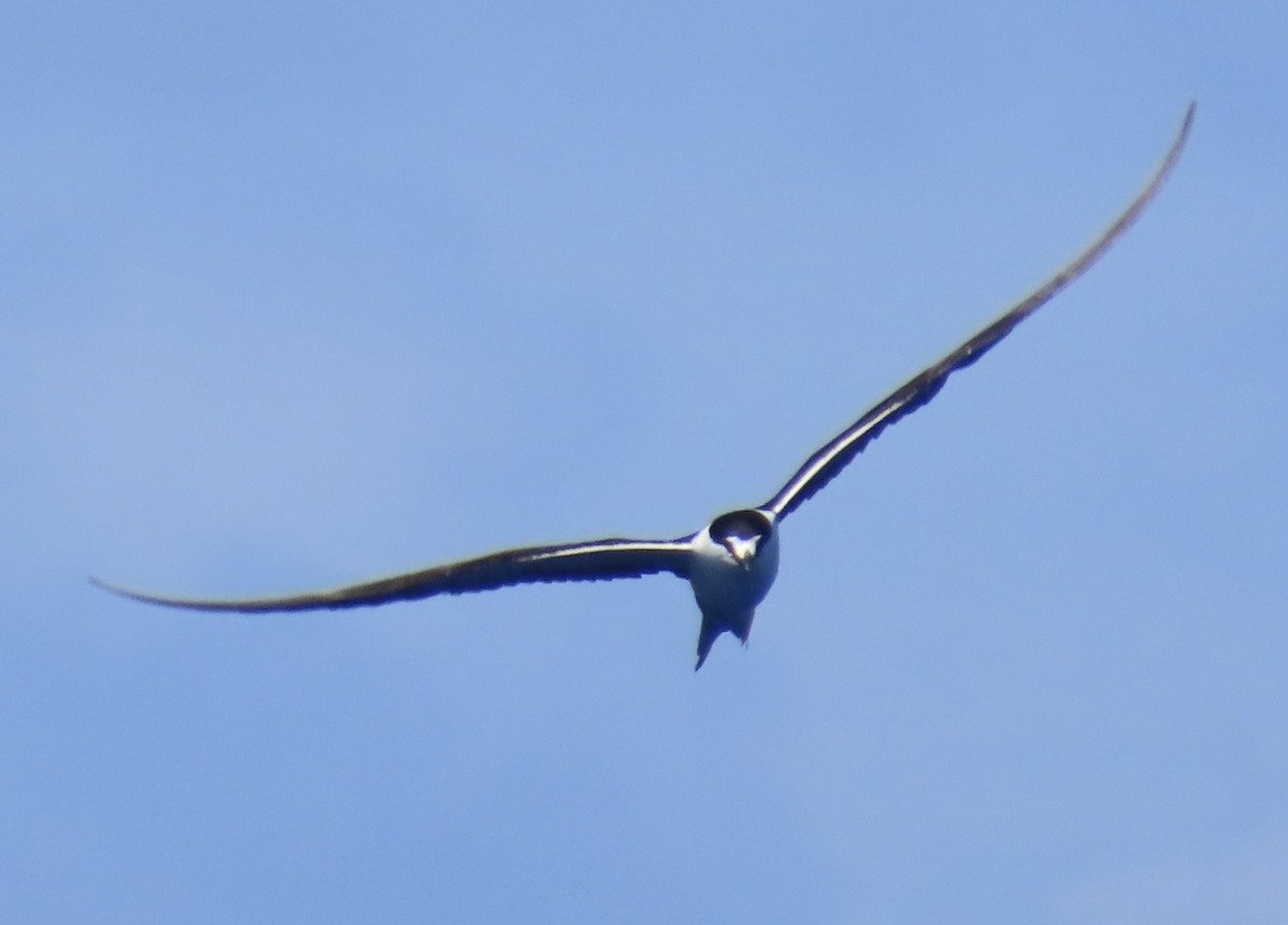 Sooty Tern - ML642571786