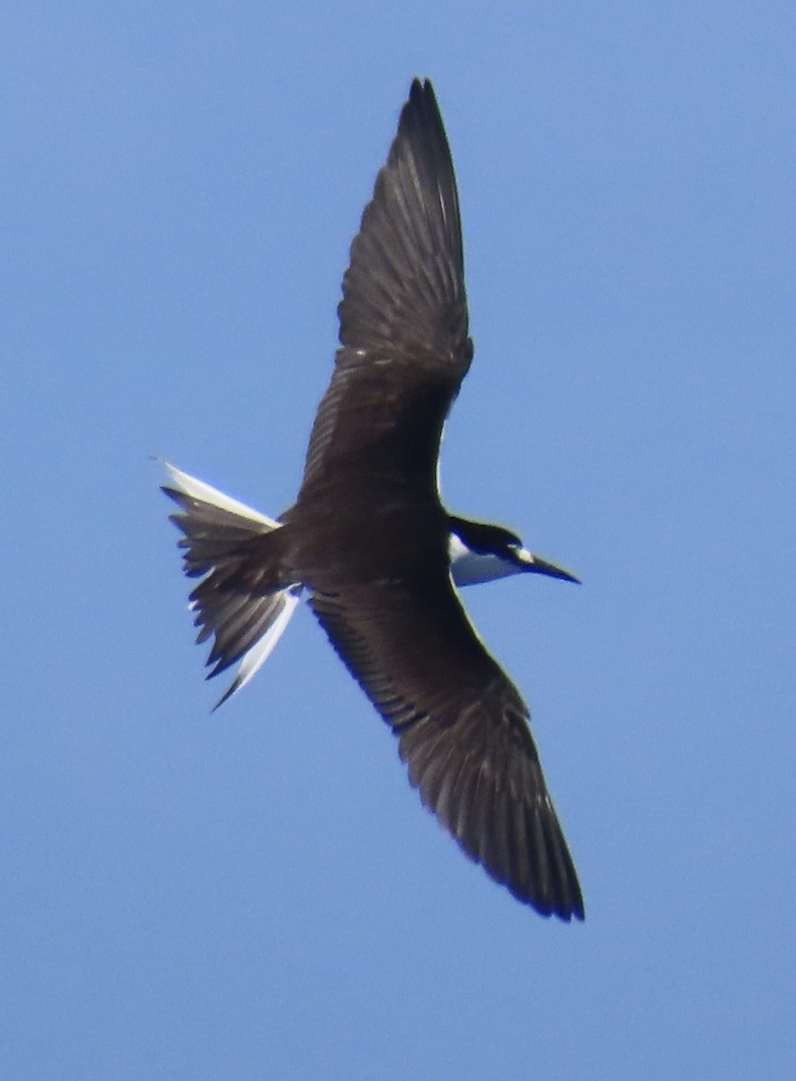 Sooty Tern - ML642571787