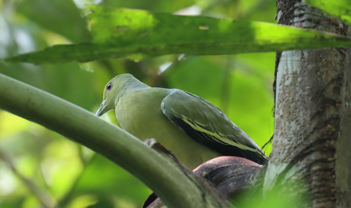 Pink-necked Green-Pigeon - ML642571794