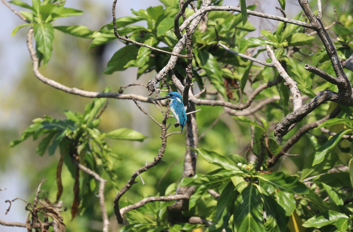 Small Blue Kingfisher - ML642571806