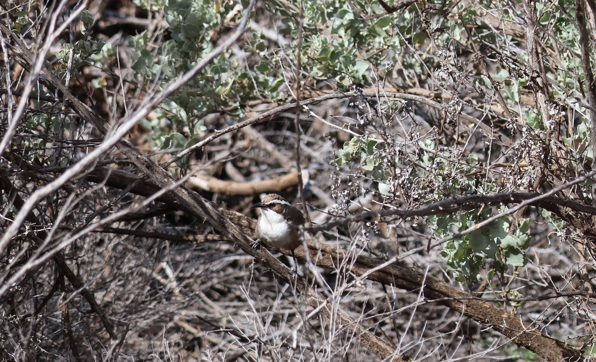 White-browed Babbler - ML642571821