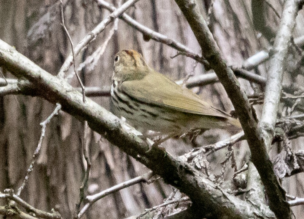 Ovenbird - ML642571823