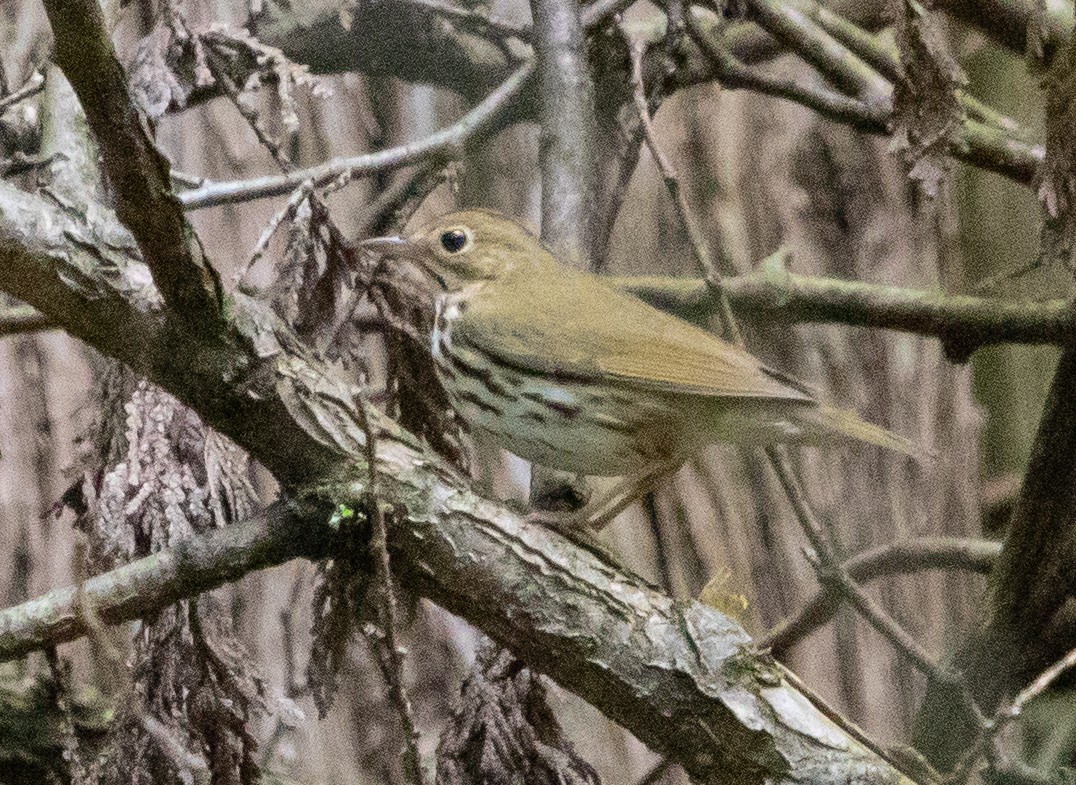 Ovenbird - ML642571824