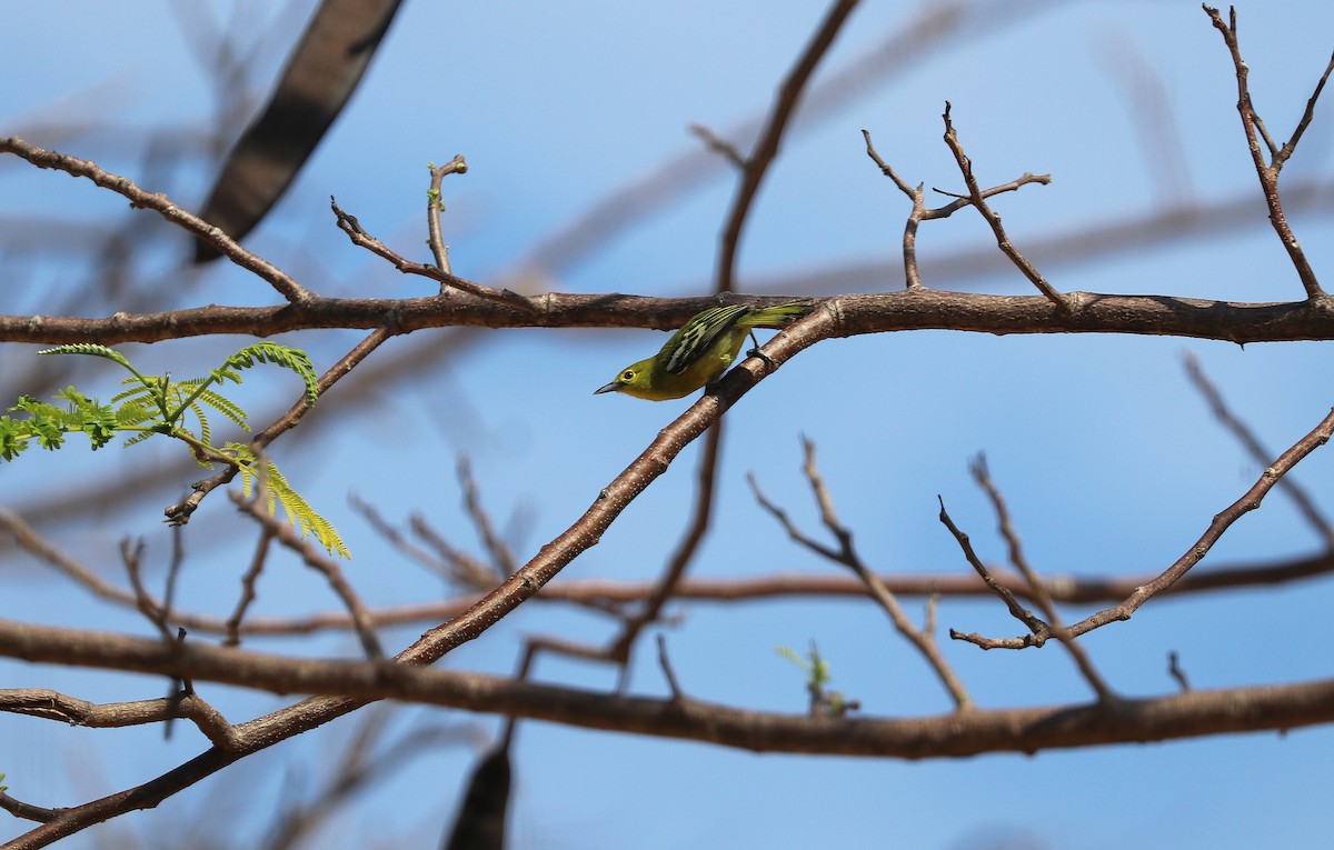 Common Iora - ML642571833