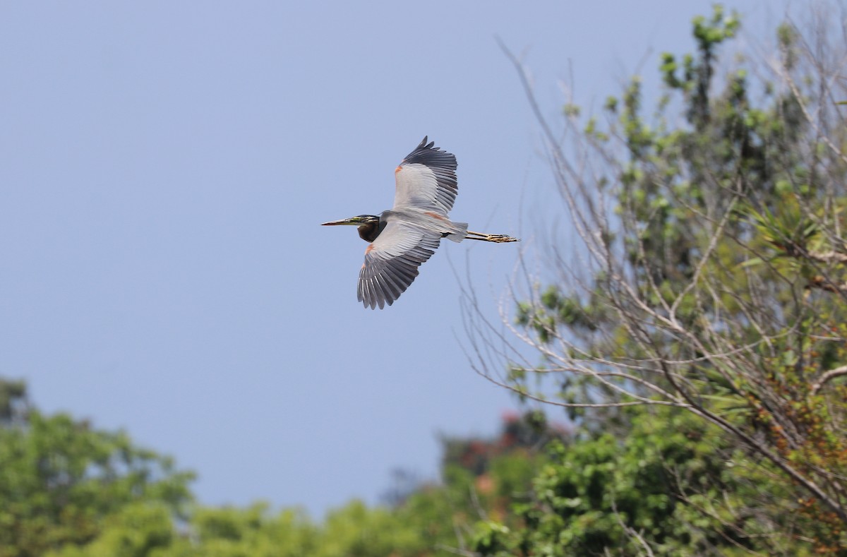 Purple Heron - ML642571843