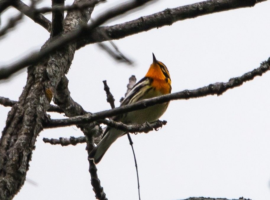 Blackburnian Warbler - ML642571845