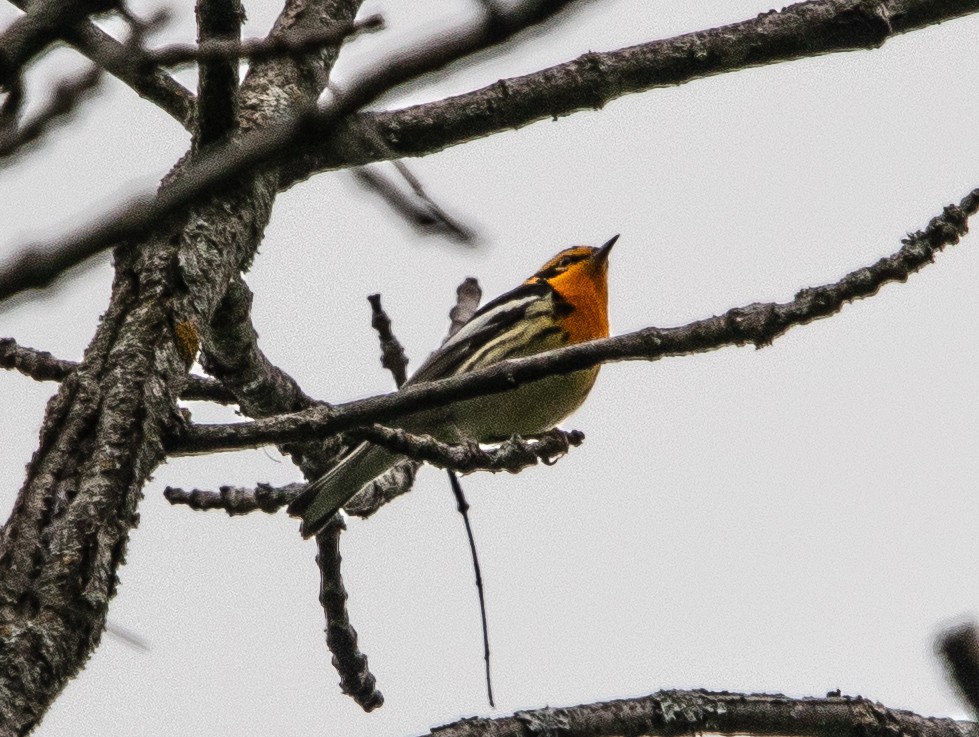Blackburnian Warbler - ML642571846