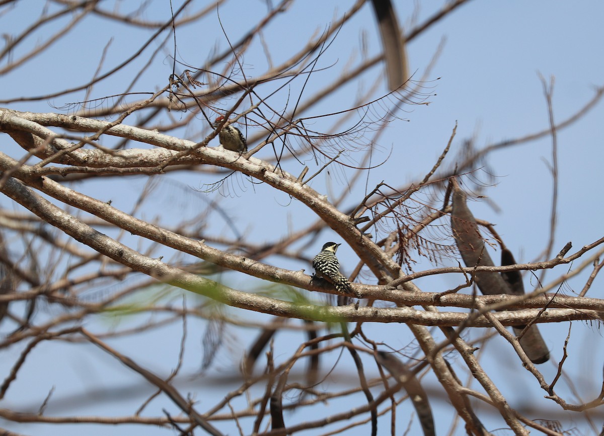 Freckle-breasted Woodpecker - ML642571866