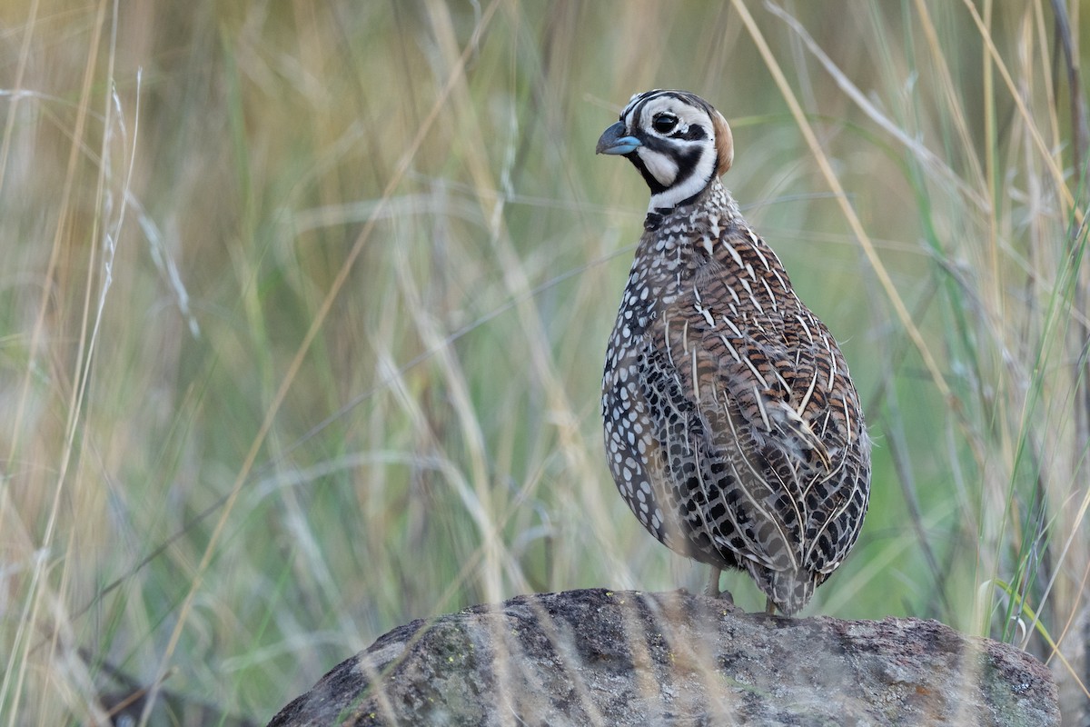 Montezuma Quail - ML642571876