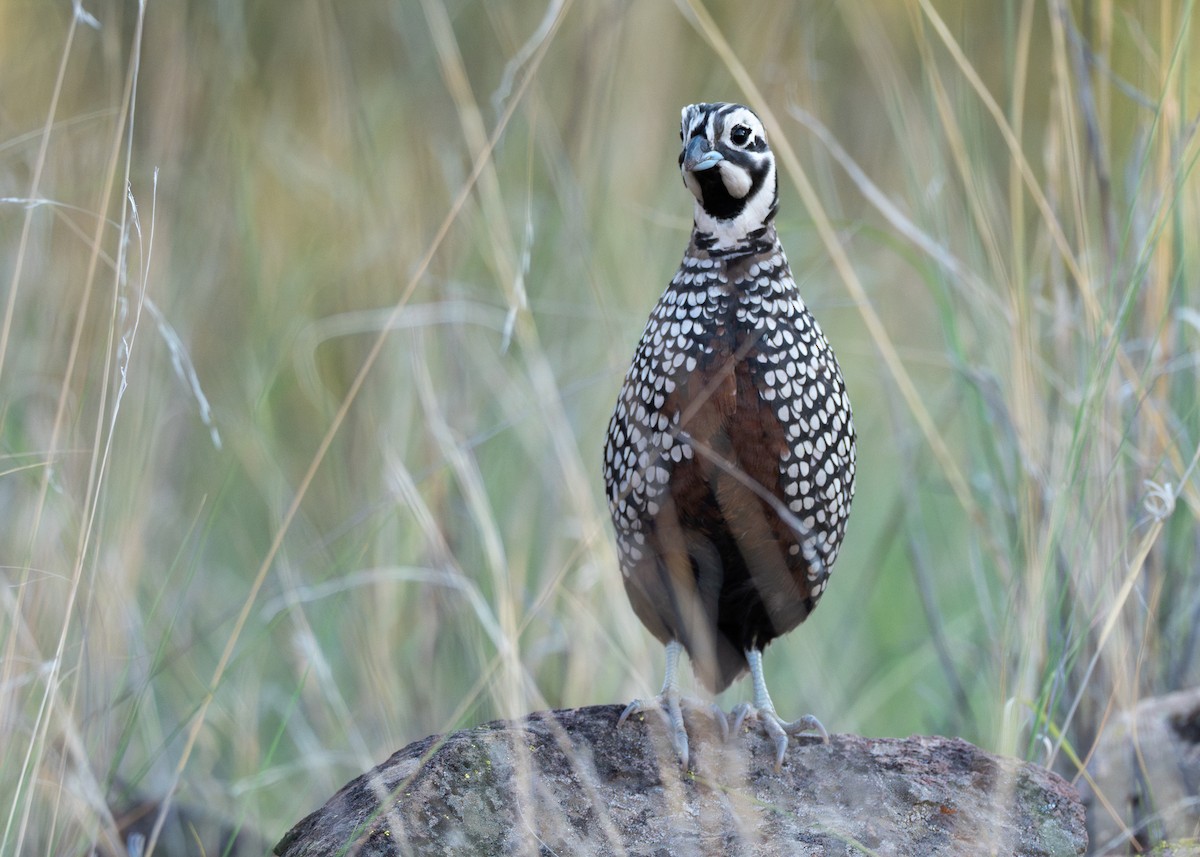 Montezuma Quail - ML642571879