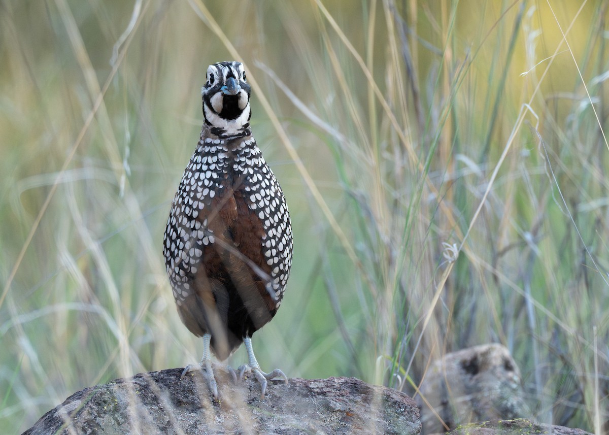 Montezuma Quail - ML642571880