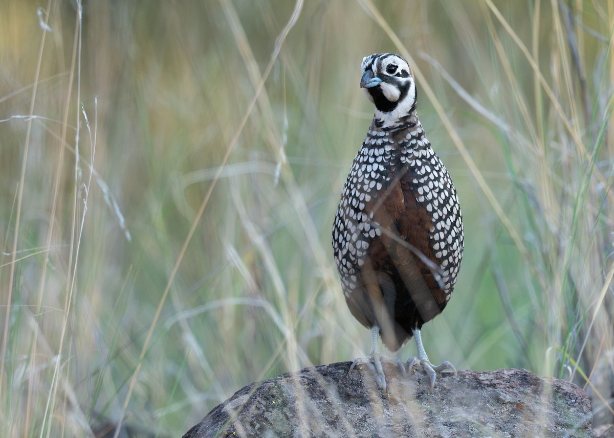 Montezuma Quail - ML642571881