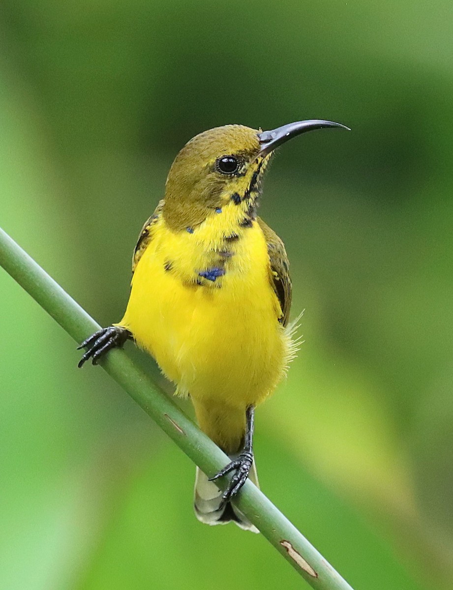 Ornate Sunbird - ML642571882