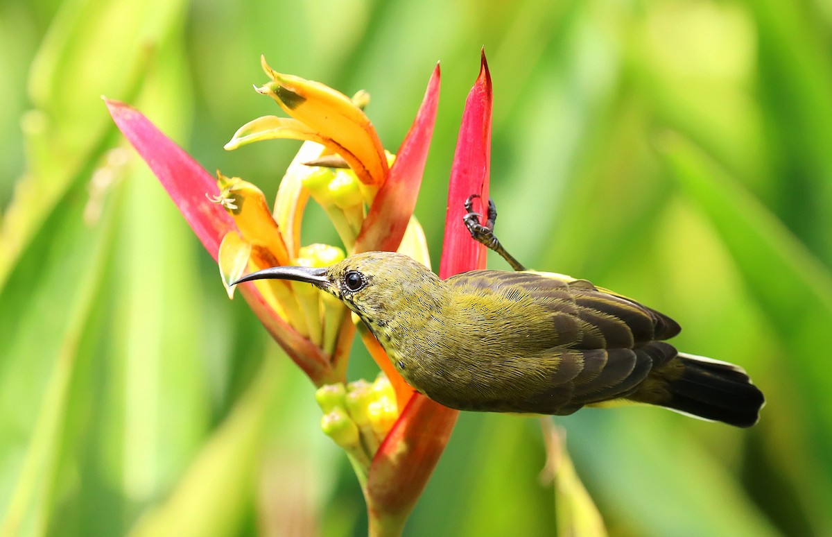 Ornate Sunbird - ML642571883