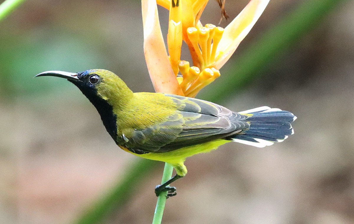 Ornate Sunbird - ML642571884