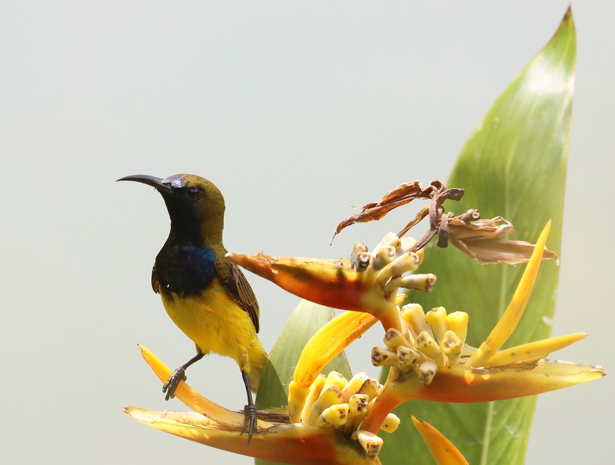 Ornate Sunbird - ML642571885