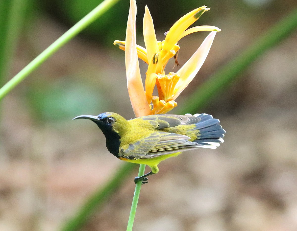 Ornate Sunbird - ML642571887