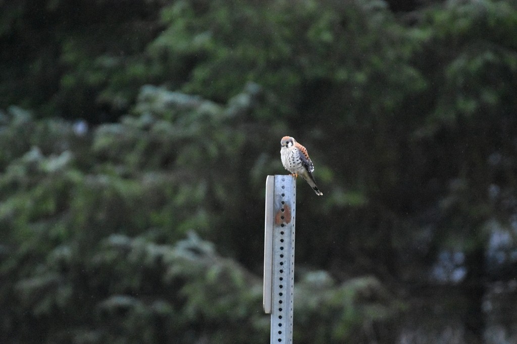 poštolka pestrá - ML642571896