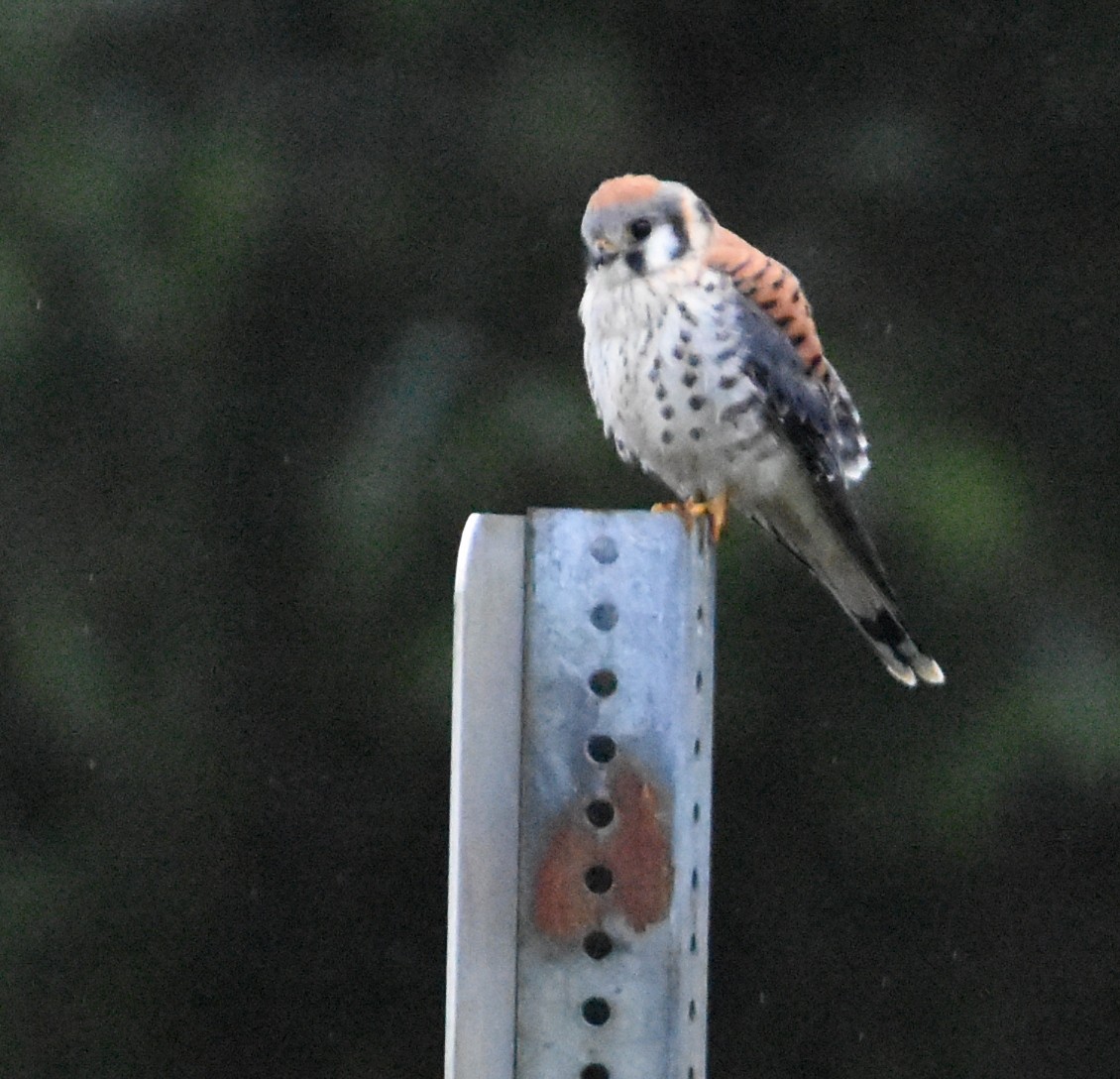 poštolka pestrá - ML642571897