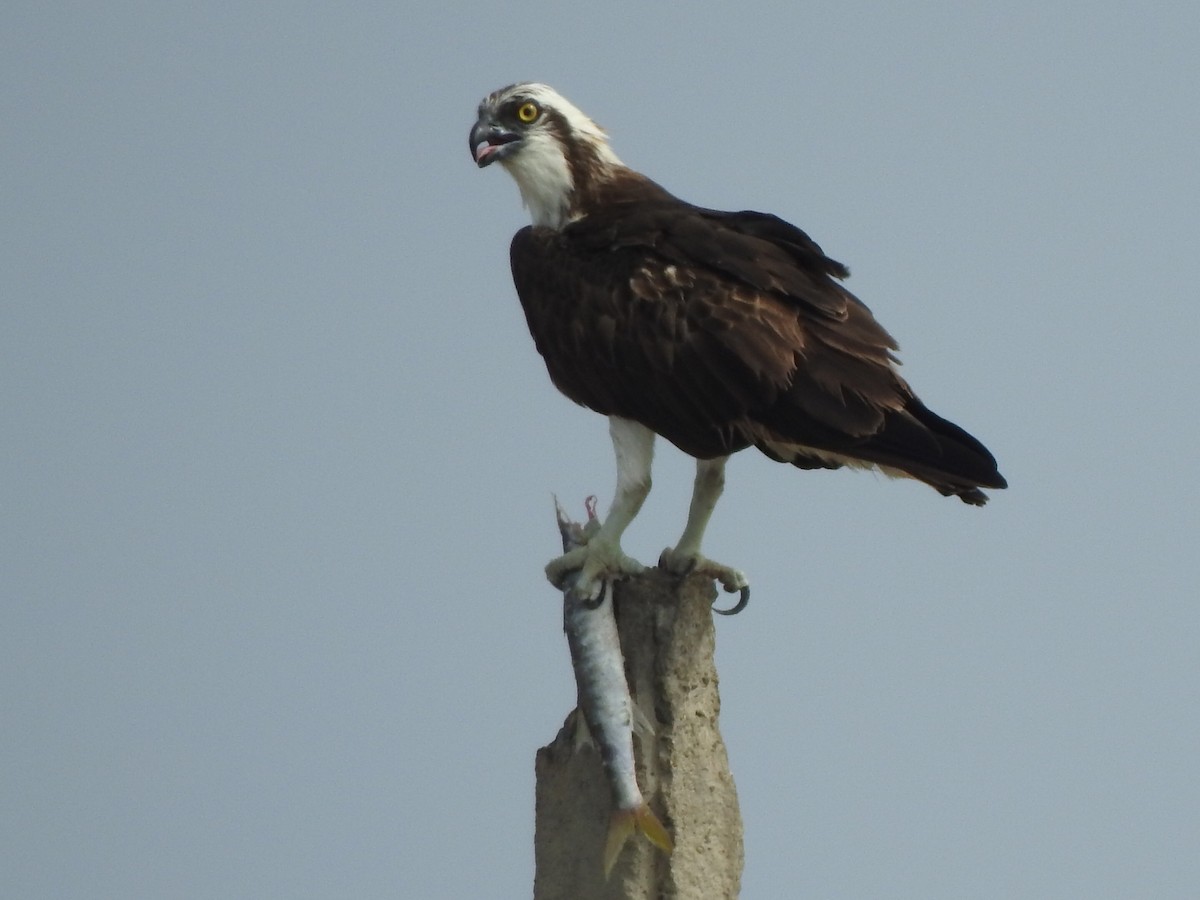 Águila Pescadora - ML64257191