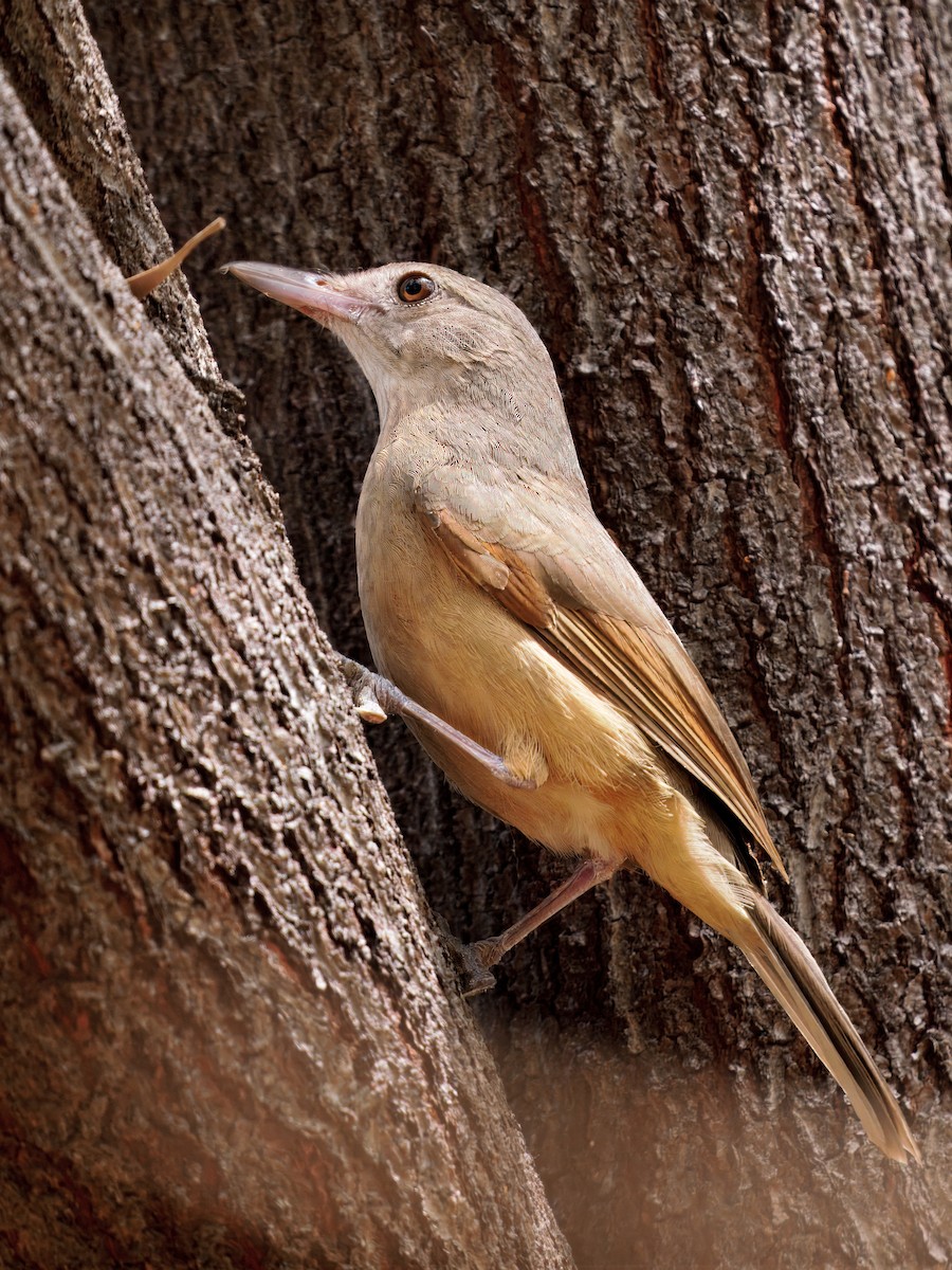 Rufous Shrikethrush - ML642571915